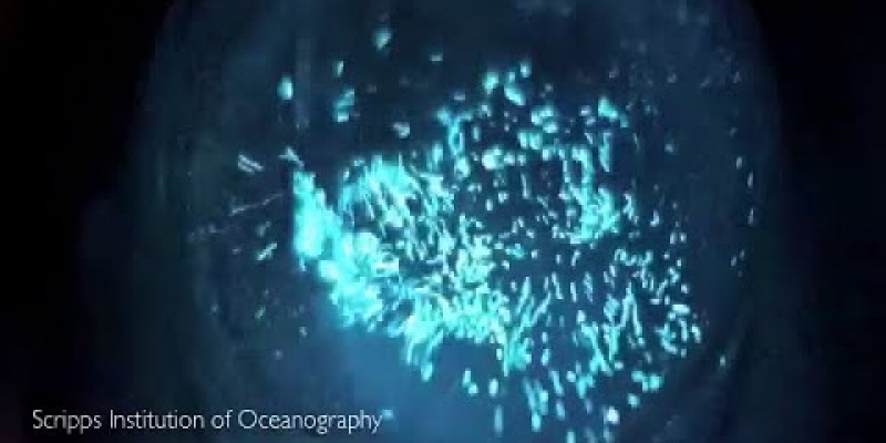 Demonstration of Dinoflagellate Bioluminescence