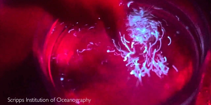 Dinoflagellate Bioluminescence
